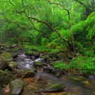 Stream
