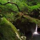 Stream