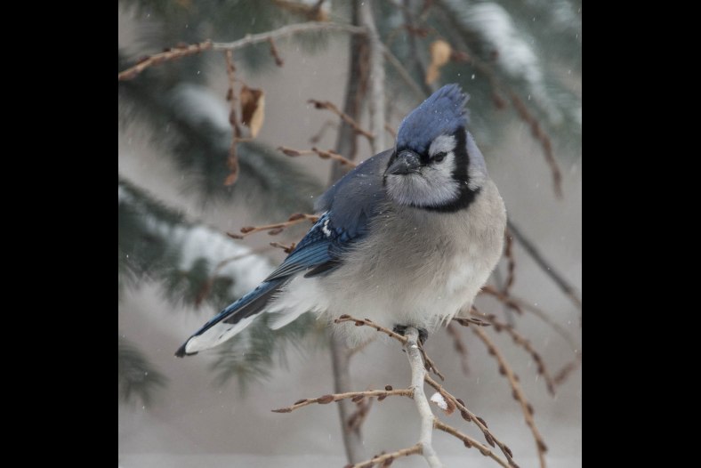 Bluejay