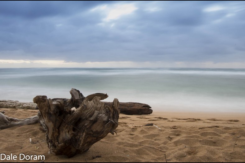 Driftwood
