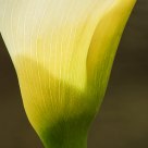 Detail of a Lily
