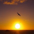 Sunset at Muriwai