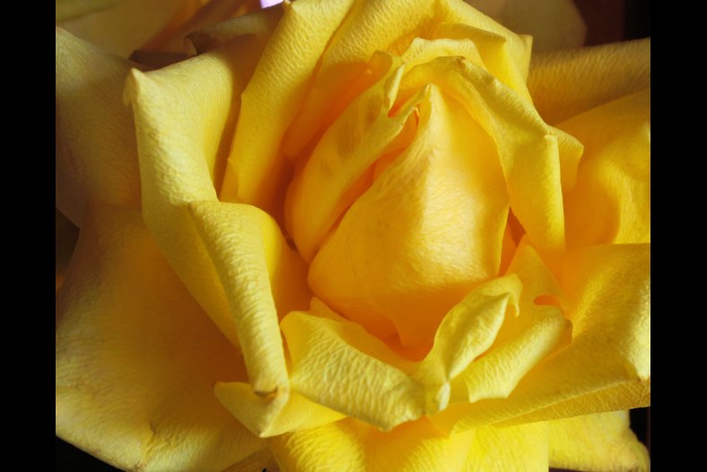 Yellow Rose