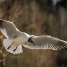 Seagull