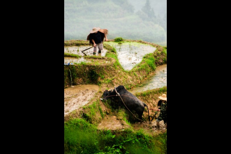 Terraced farming