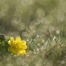 Adonis vernalis