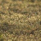 Dewy field