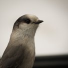 Friendly Grey Jay