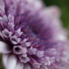 Detalle de una flor
