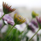 United colours of Spring