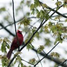 Cardinalis cardinalis