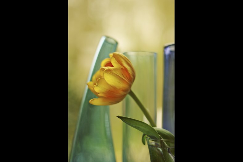 my kitchen tulip