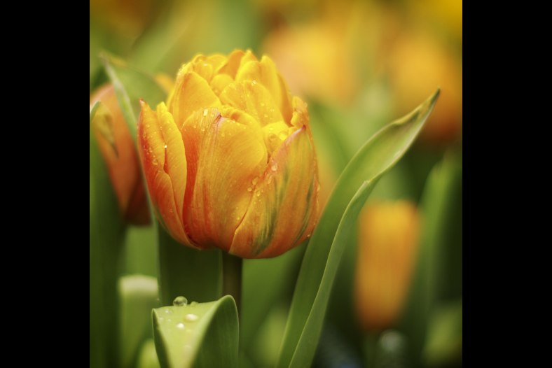 yellow splash