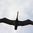 Overhead Flyer