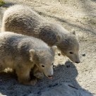 Polar bear cubs