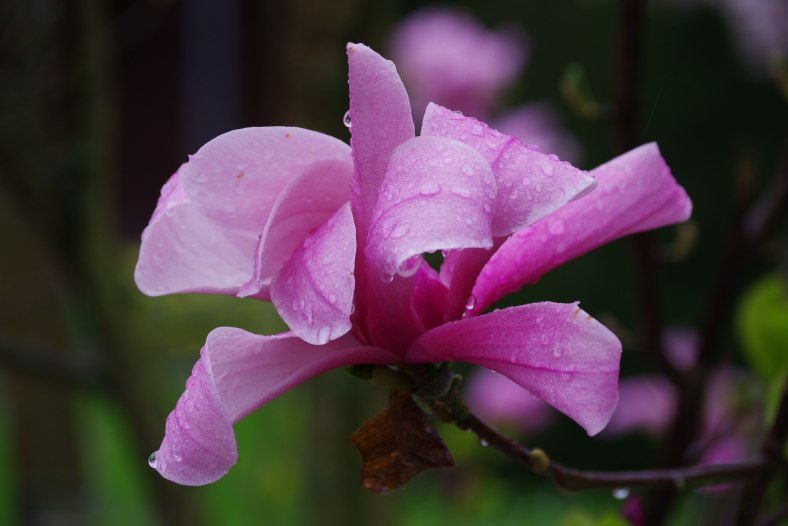 Magnolia
