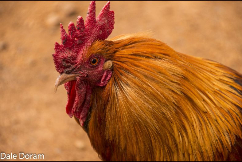 Wild Chicken
