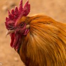 Wild Chicken