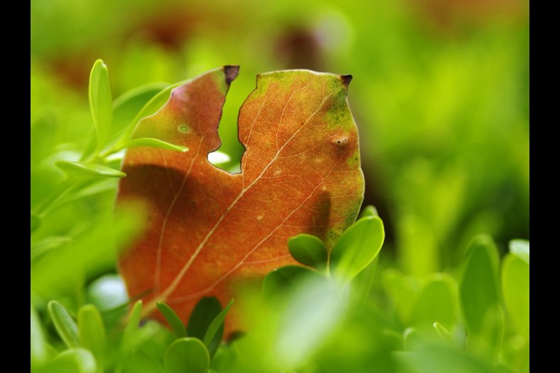leaf