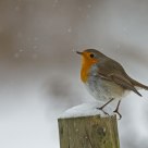 a snowy day 