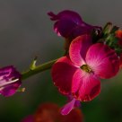 Violaccioc
