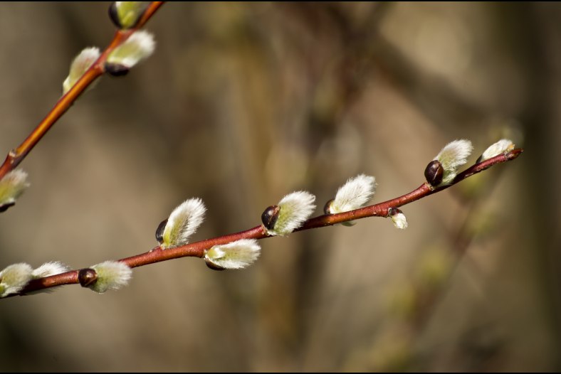 Pussy willow