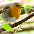 Robin