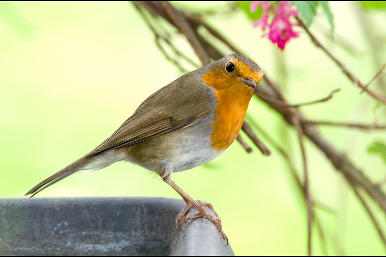 Robin
