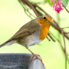 Robin