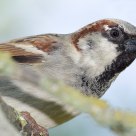 Sparrow