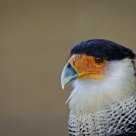 Caracara
