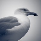  Larus argentatus