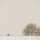 Promenade d'hiver