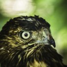 Aguila
