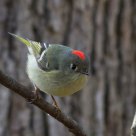 Ruby-Crowned Kinglet