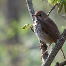 Hermit Thrush