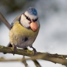 Blue Tit