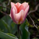 Tulip.