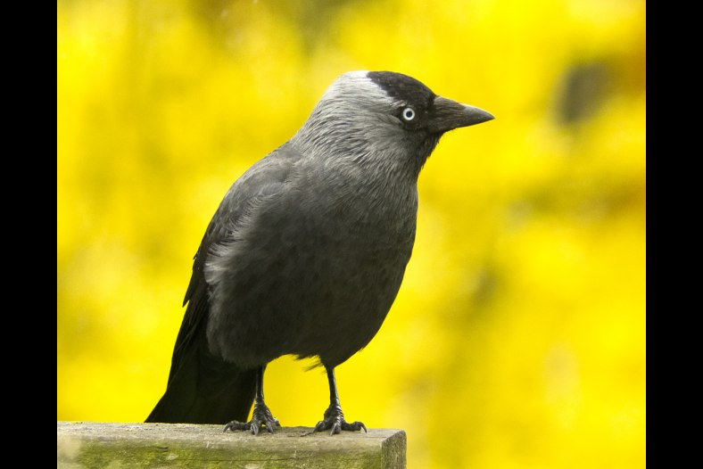 Spring Jackdaw