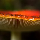 Brittlegill Mushroom