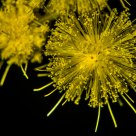 Fiori d'artificio / Bloomy Fireworks