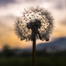 Soffione al tramonto / Sunset of a dandelium
