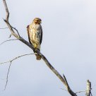 Young Hawk
