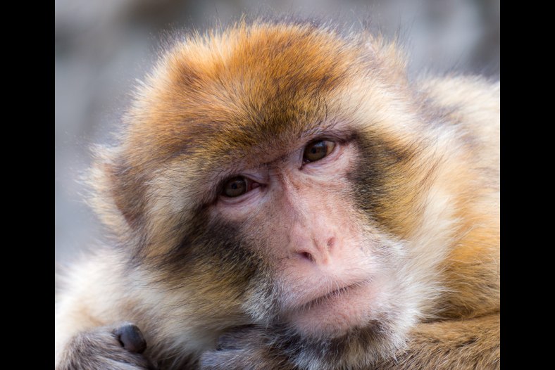 Monkey