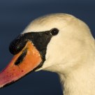 Swan
