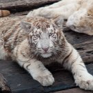 Tigers at Rest