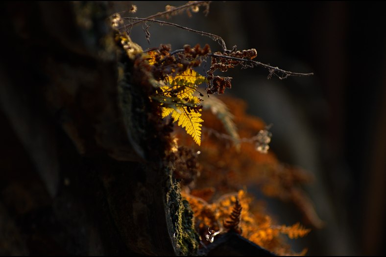 Fall on the walls