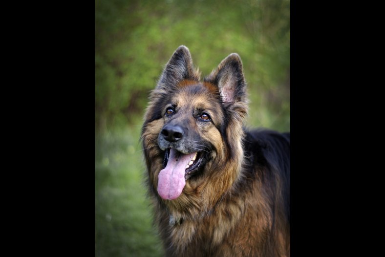German shepherd
