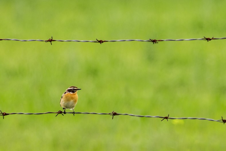 Bird on the wire