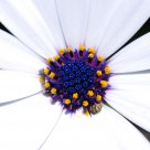 Symbiosis